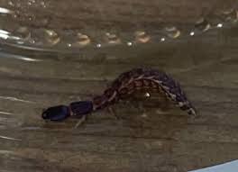 Attēlu rezultāti vaicājumam “Raphidia larva”