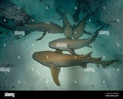 Image result for Nebrius ferrugineus