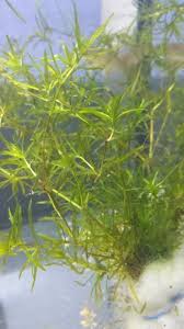 Attēlu rezultāti vaicājumam “Najas tenuissima”