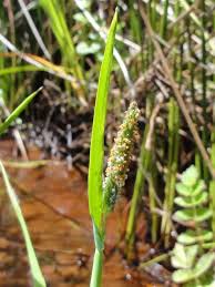 Attēlu rezultāti vaicājumam “Alopecurus aequalis flower”