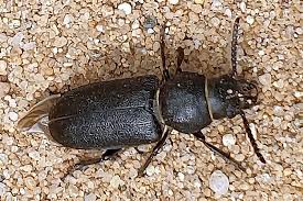 Attēlu rezultāti vaicājumam “Spondylis buprestoides”