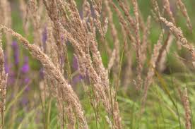 Attēlu rezultāti vaicājumam “Calamagrostis purpurea fruit”