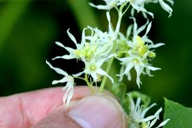 Attēlu rezultāti vaicājumam “Echinocystis lobata flower”