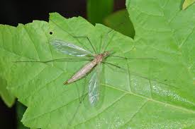 Attēlu rezultāti vaicājumam “Tipulidae”