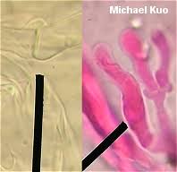 Attēlu rezultāti vaicājumam “Clavulina amethystina”