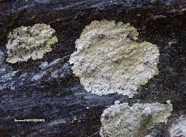 Attēlu rezultāti vaicājumam “Lepraria”