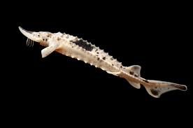 Image result for Acipenser fulvescens