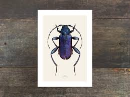 Attēlu rezultāti vaicājumam “Callidium violaceum”