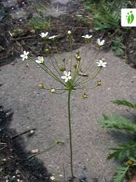 Attēlu rezultāti vaicājumam “Androsace septentrionalis”