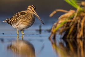 Image result for Gallinago gallinago