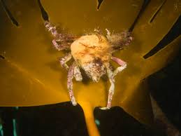 Image result for Hyas araneus