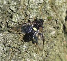 Attēlu rezultāti vaicājumam “Cimbex luteus”