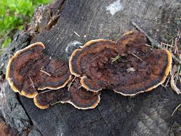 Attēlu rezultāti vaicājumam “Gloeophyllum sepiarium”