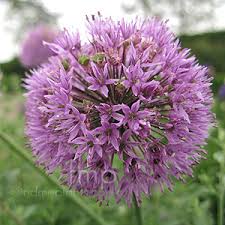 Attēlu rezultāti vaicājumam “Allium holandicum flower”