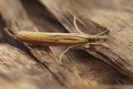 Attēlu rezultāti vaicājumam “Agriphila tristella”
