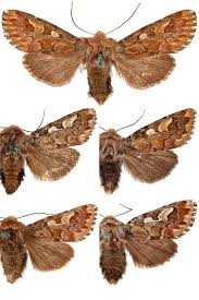 Attēlu rezultāti vaicājumam “Panolis flammea”