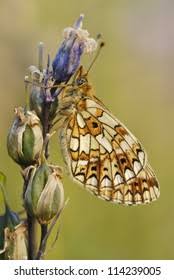 Attēlu rezultāti vaicājumam “Clossiana selene underside”