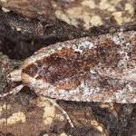Attēlu rezultāti vaicājumam “Agonopterix hypericella”