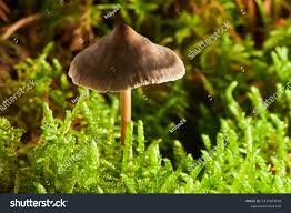 Attēlu rezultāti vaicājumam “Entoloma vernum”