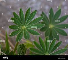 Attēlu rezultāti vaicājumam “Lupinus polyphyllus leaf”