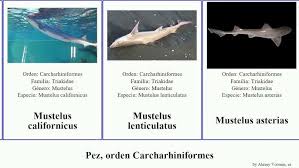 Image result for Nasolamia velox