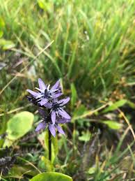 Attēlu rezultāti vaicājumam “Swertia perennis flower”