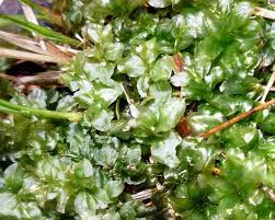 Attēlu rezultāti vaicājumam “Plagiomnium affine”