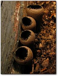 Attēlu rezultāti vaicājumam “Urnula craterium”