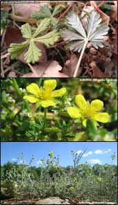 Image result for Potentilla argentea