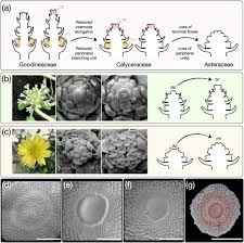 Attēlu rezultāti vaicājumam “Asteraceae”