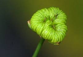 Attēlu rezultāti vaicājumam “Alisma plantago-aquatica fruit”