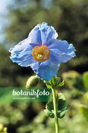 Image result for Scheinmohn blau