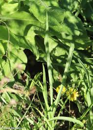 Attēlu rezultāti vaicājumam “Tragopogon pratensis subsp. pratensis leaf”