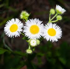Attēlu rezultāti vaicājumam “Erigeron annuus flower”
