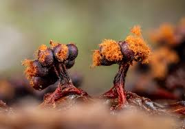 Attēlu rezultāti vaicājumam “Metatrichia sp.”