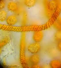 Attēlu rezultāti vaicājumam “Oligonema sp.”