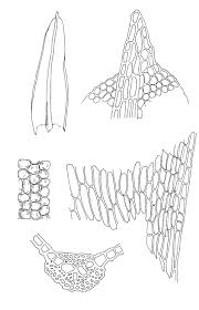Attēlu rezultāti vaicājumam “Barbula unguiculata”