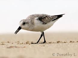 Image result for Charadrius mongolus