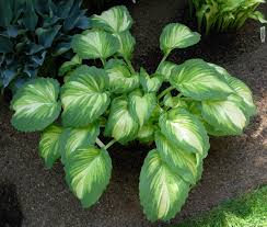 Image result for Hosta Warpaint