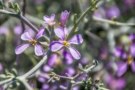 Attēlu rezultāti vaicājumam “Cruciferae”