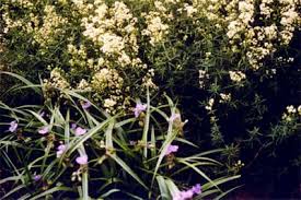 Attēlu rezultāti vaicājumam “Galium boreale fruit”