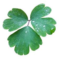 Attēlu rezultāti vaicājumam “Aquilegia vulgaris leaf”