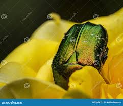 Attēlu rezultāti vaicājumam “Potosia cuprea imago”