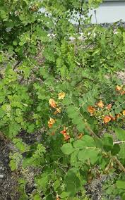 Image result for Colutea x media (arborescens x orientalis)