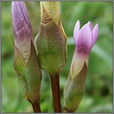 Attēlu rezultāti vaicājumam “Gentianella campestris”