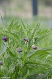 Attēlu rezultāti vaicājumam “Symphytum officinale bud”