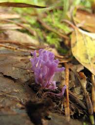 Attēlu rezultāti vaicājumam “Ramariopsis pulchella”