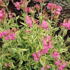 Image result for Silene dioica