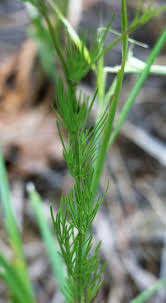 Attēlu rezultāti vaicājumam “Consolida regalis bud”