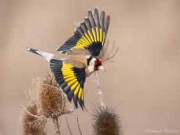 Attēlu rezultāti vaicājumam “Carduelis carduelis”